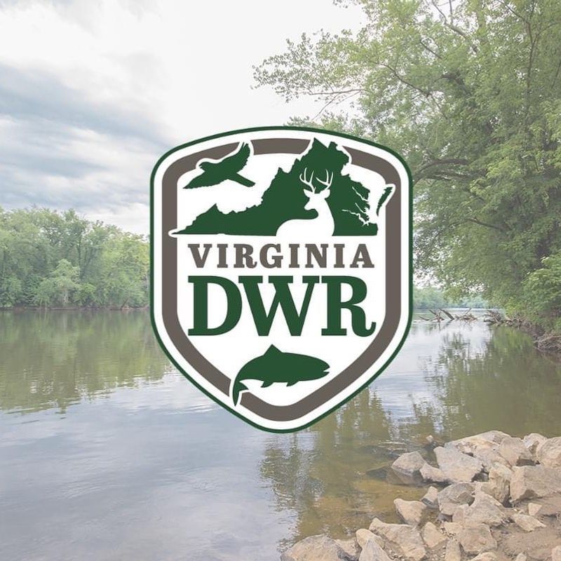 Contact Virginia Wildlife Authorities When Necessary