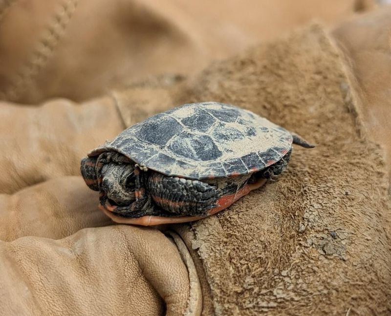 Learn About Local Turtle Conservation