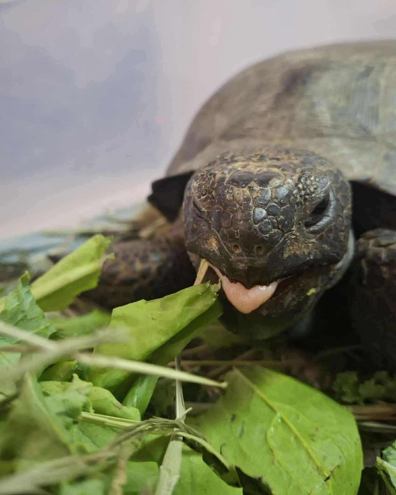 Contact Wildlife Experts When Unsure