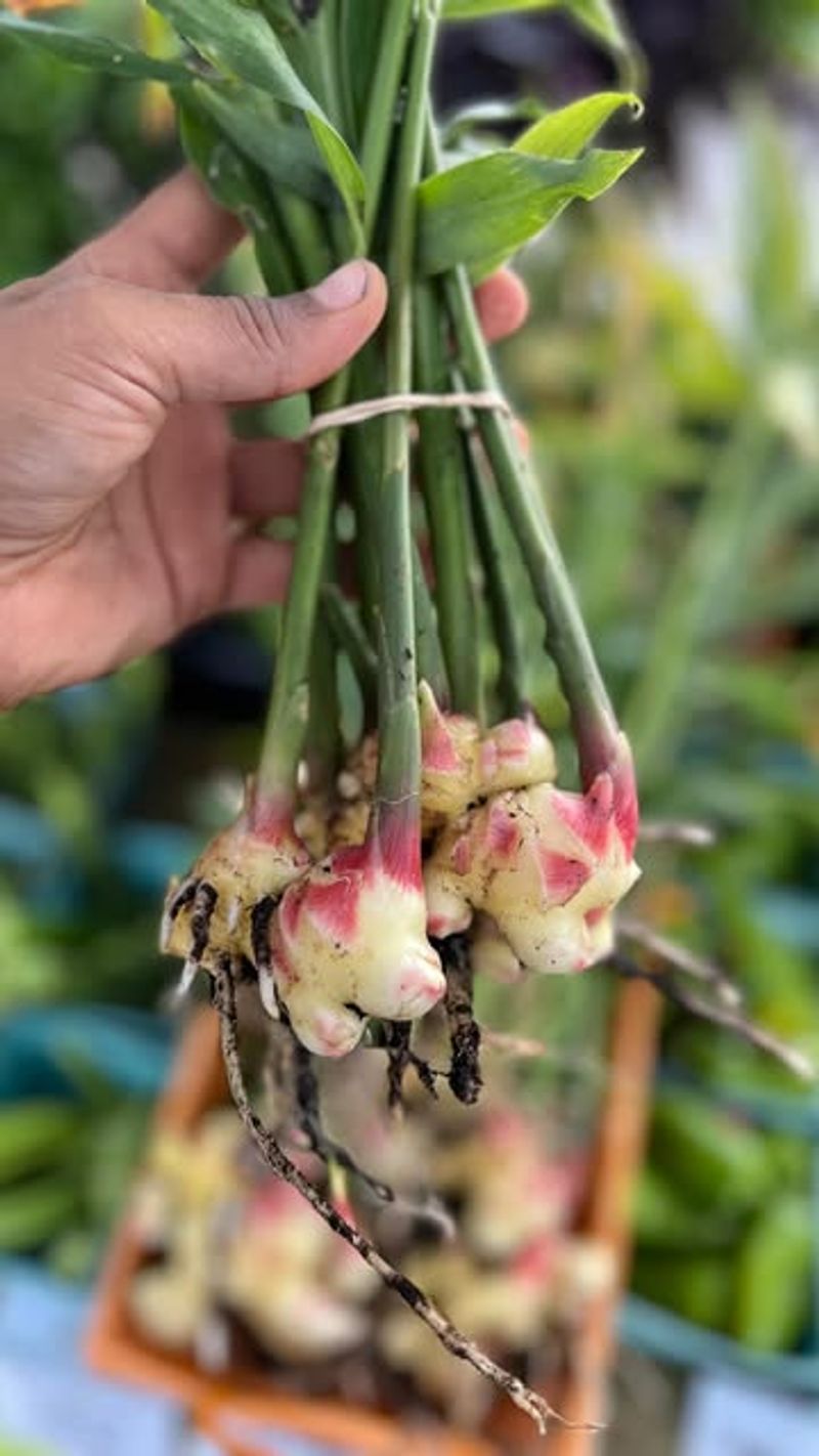 Water And Feed Regularly