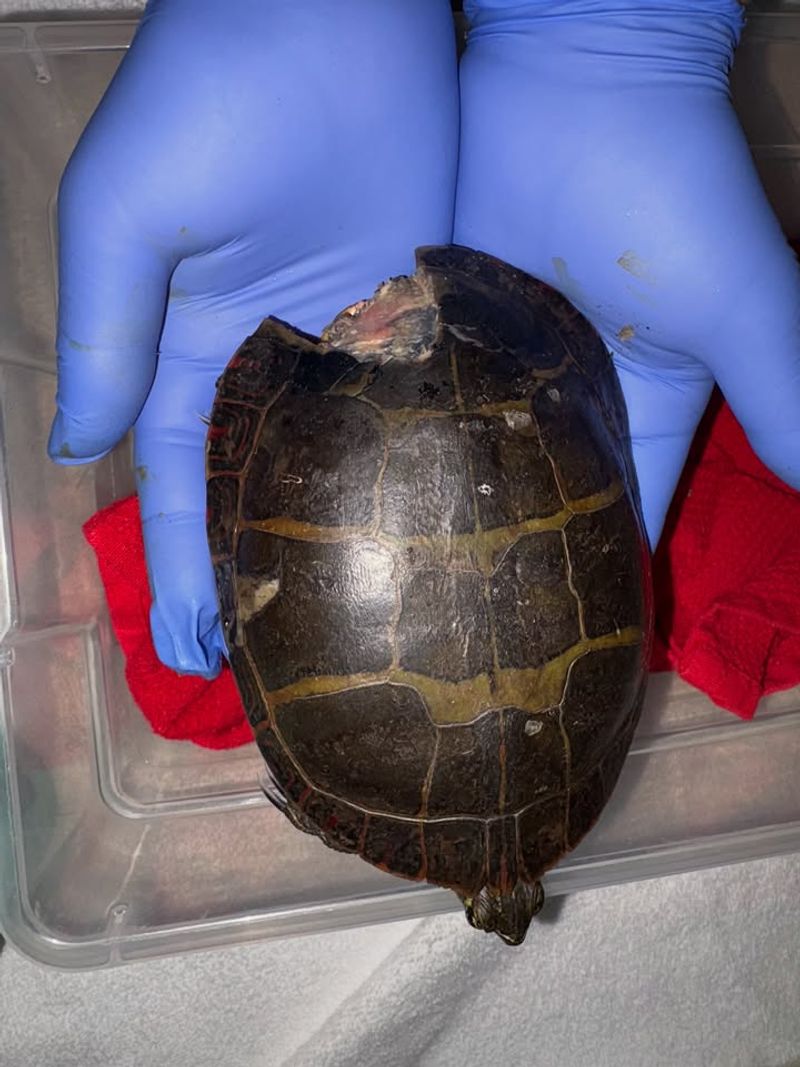 Contact Wildlife Experts If Injured