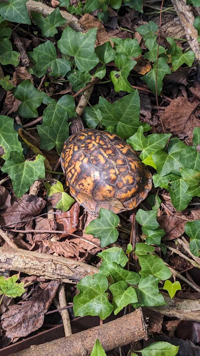 Document Your Sighting
