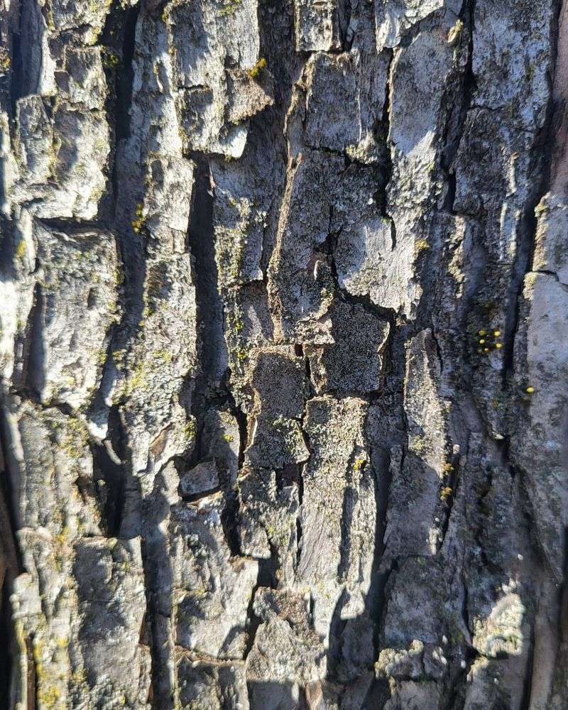Recognizable by Its Unique Bark and Shape