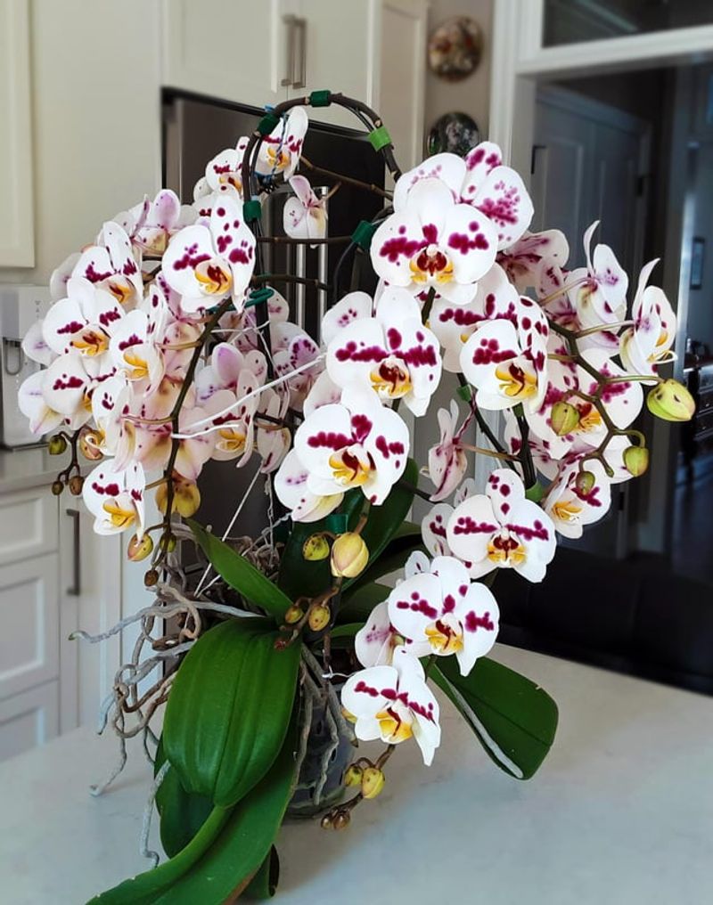 Time Your Pruning After Blooming Cycles