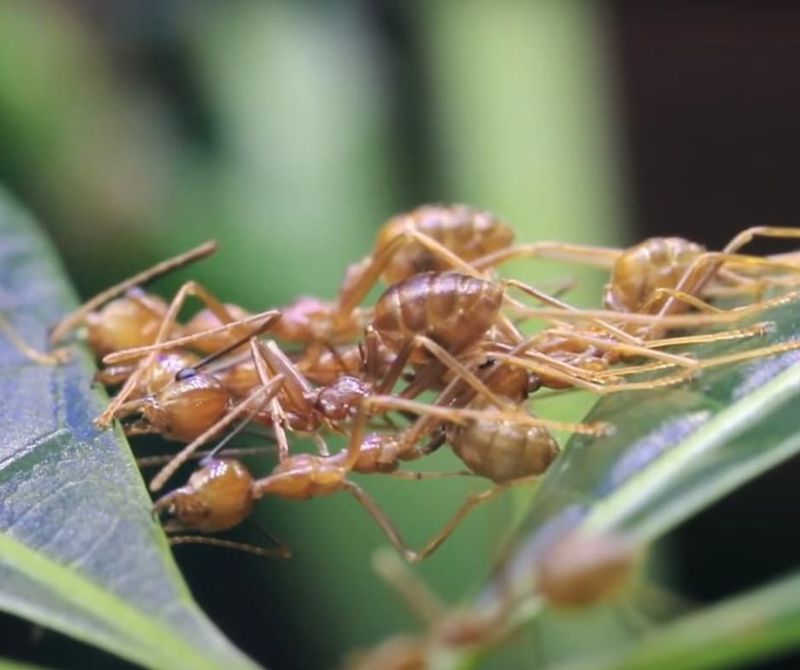 Encourage Ant Control Around Your Plants