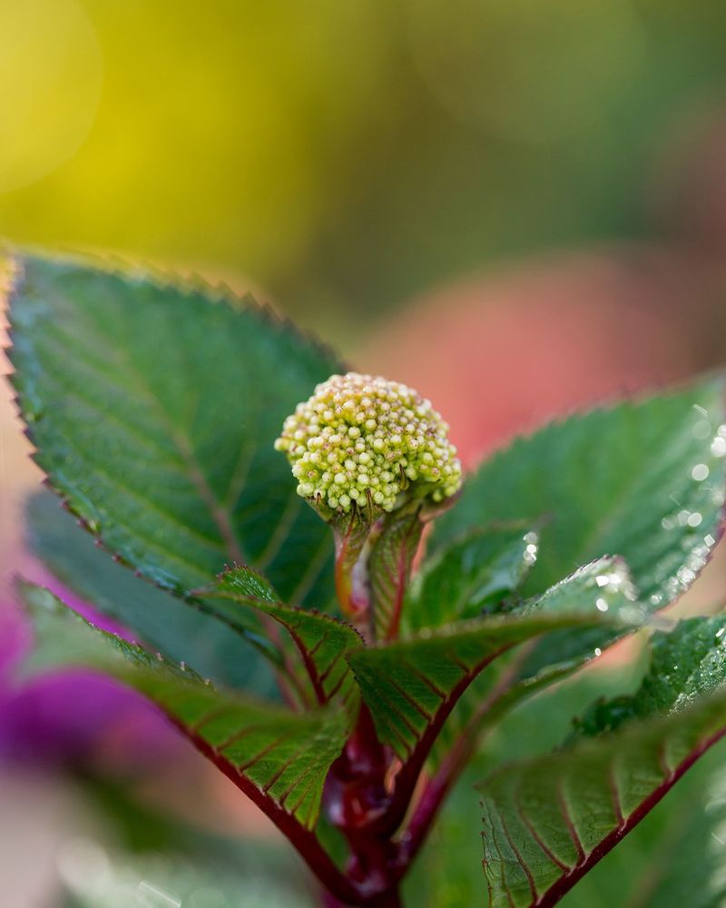 Protect Buds From Freezing Damage