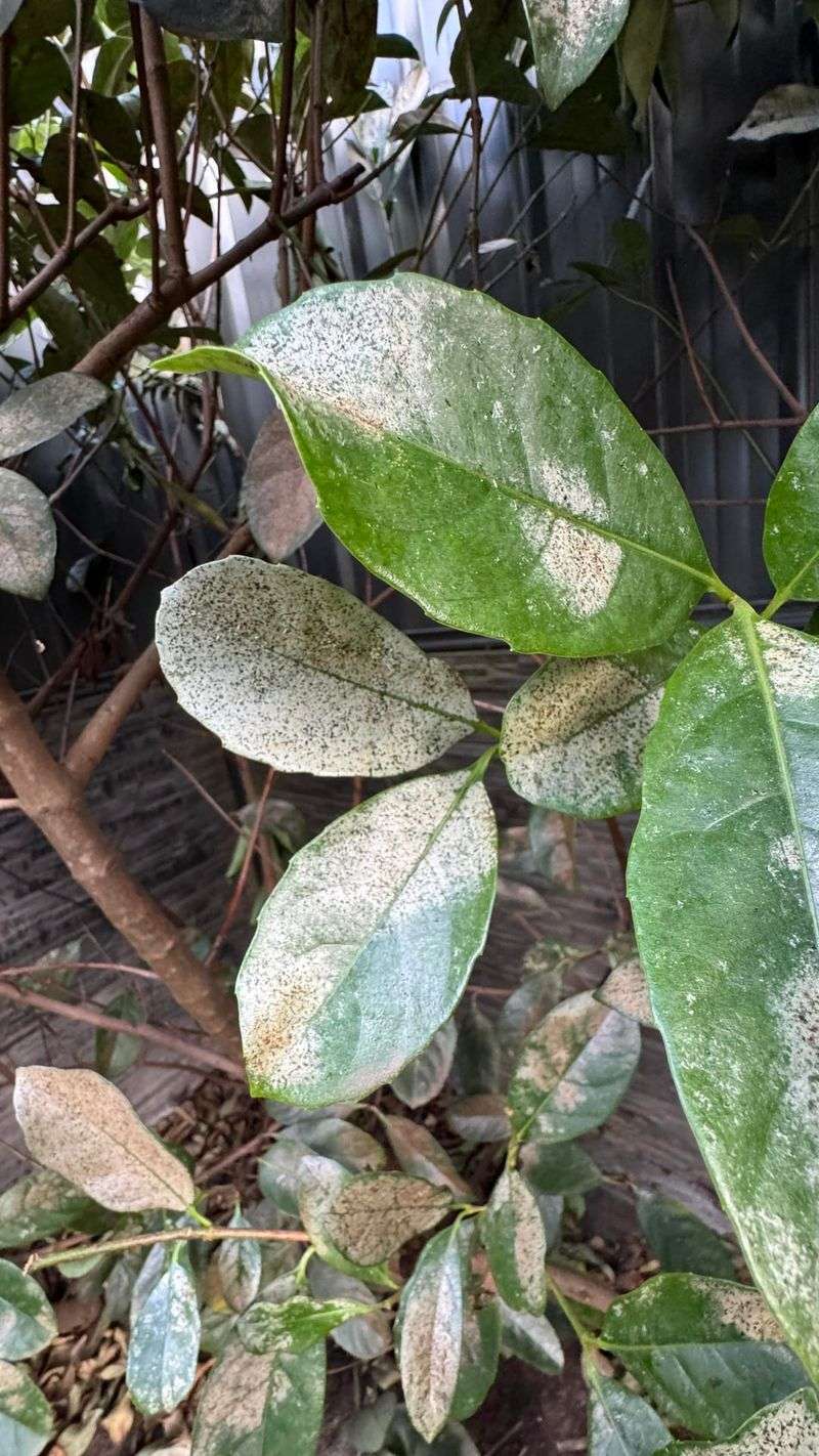 Apply Fungicide Sprays Regularly