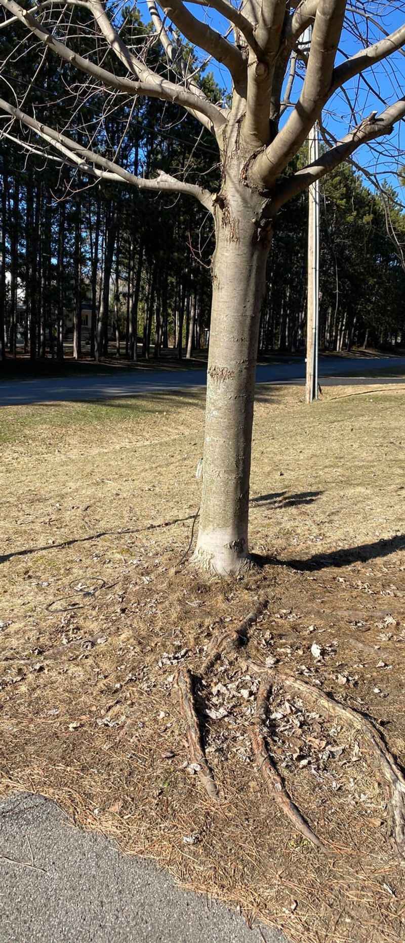 Watch for Invasive Root Systems