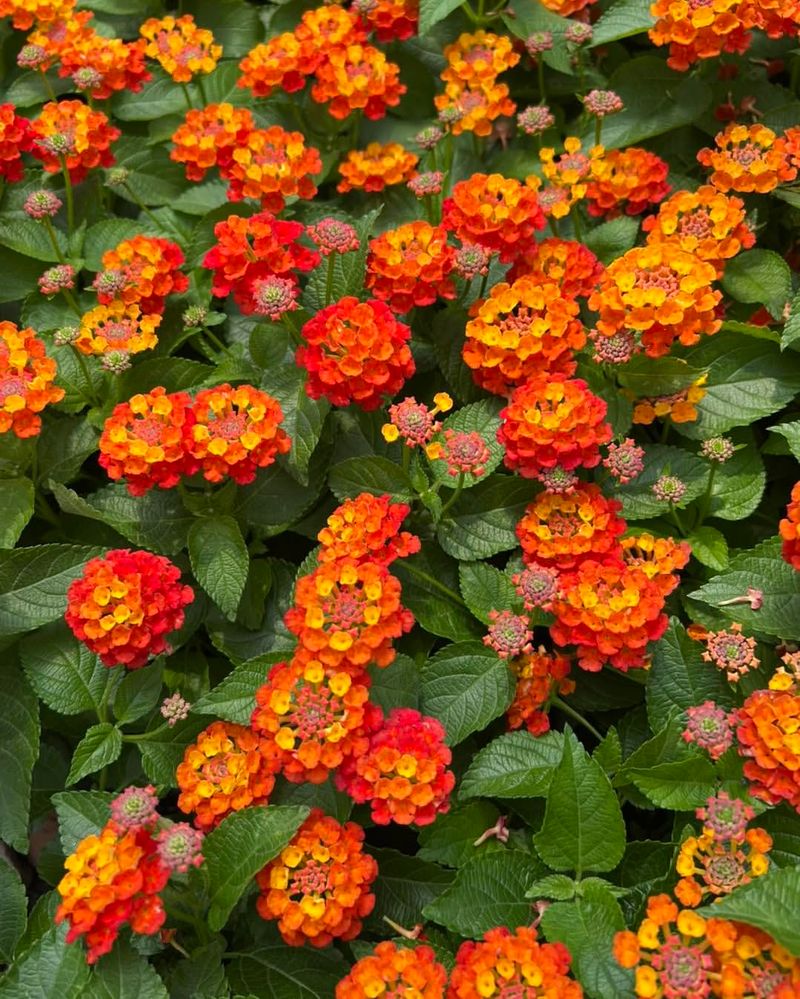 Time Pruning Based On Your Texas Zone