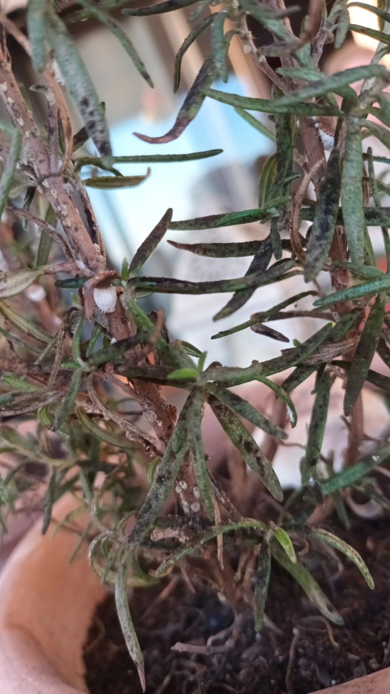 Watch For Common Indoor Pests Like Spider Mites
