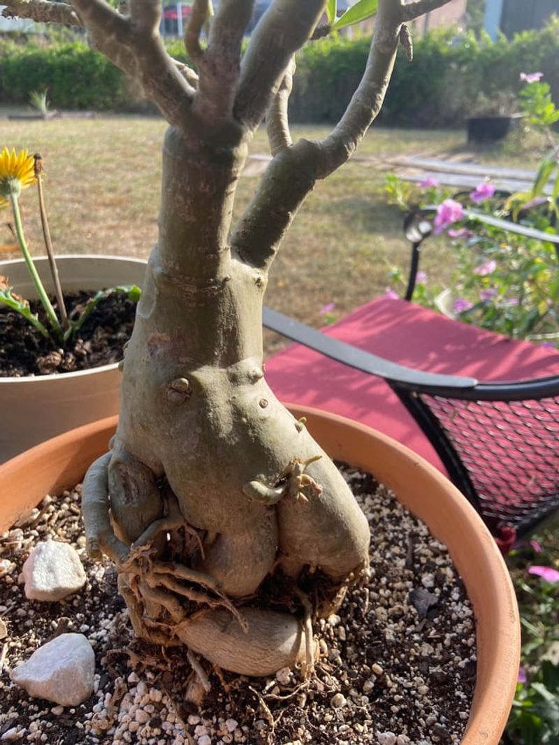 Repot Every Two To Three Years