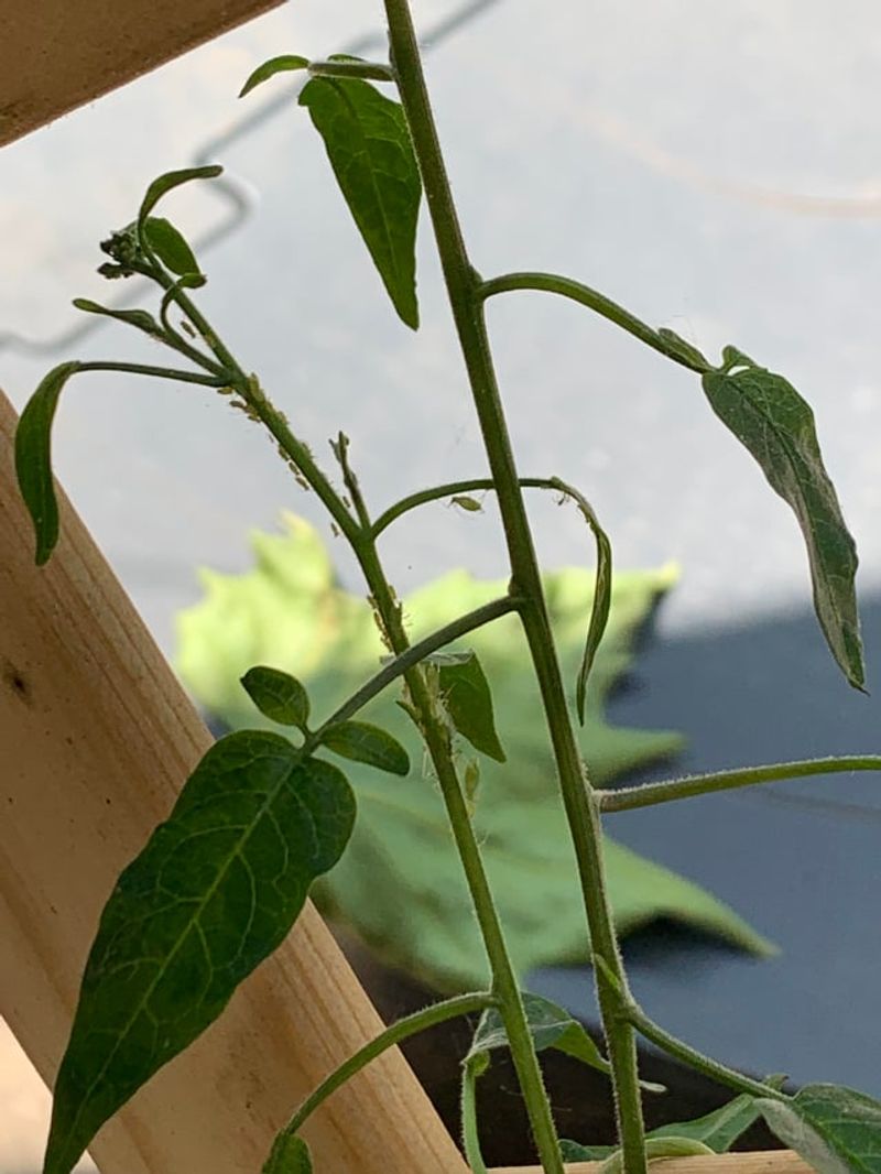 Watch For Common Pests And Problems