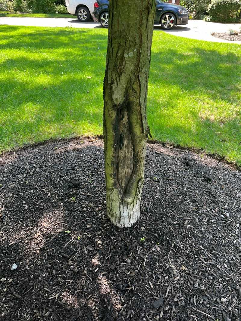 Shield Winter Roots