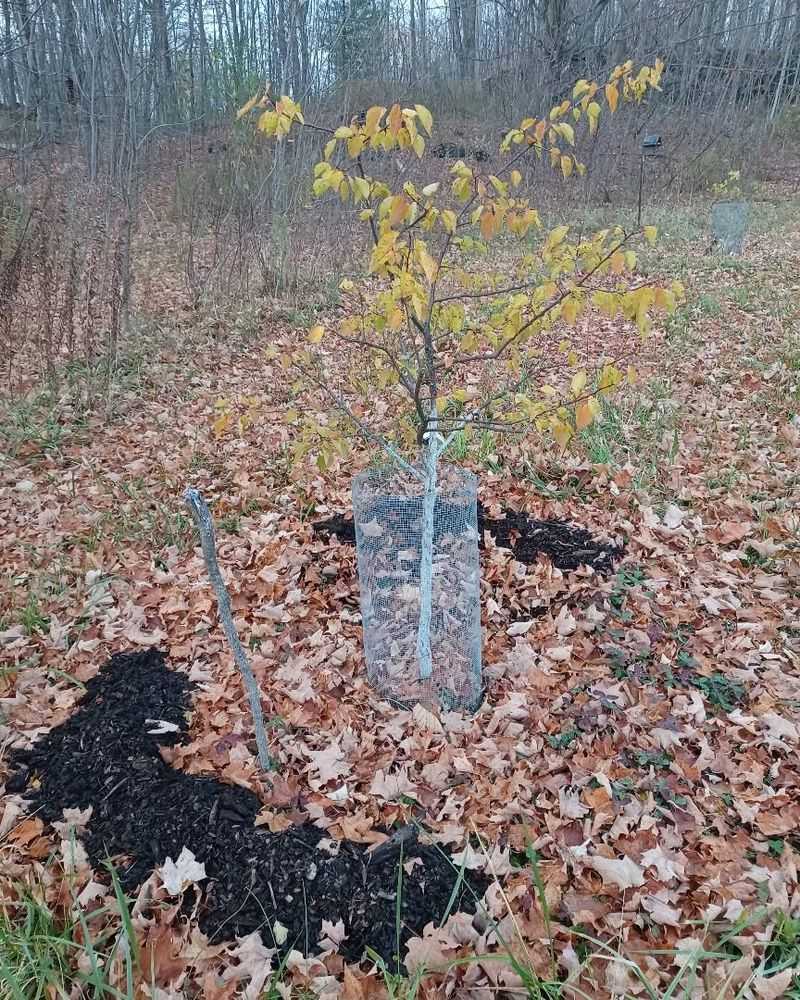 Fertilize Strategically in Fall