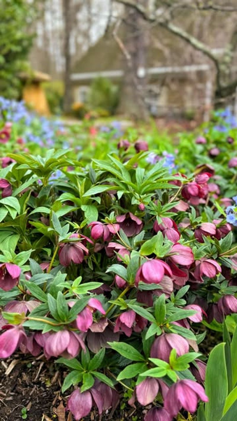 Fall Planting Is Too Risky for Flowers