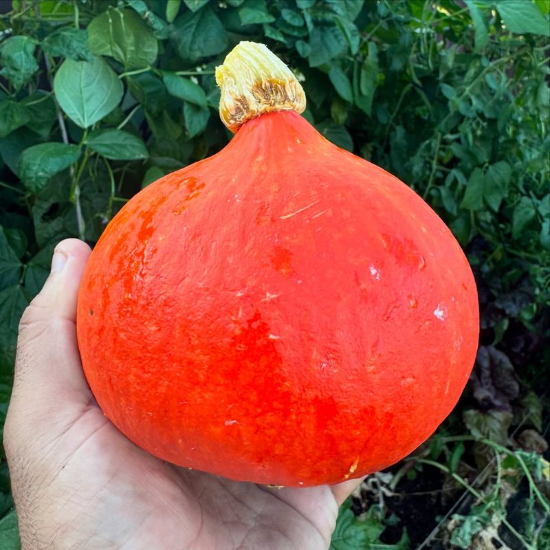 Red Kuri Squash