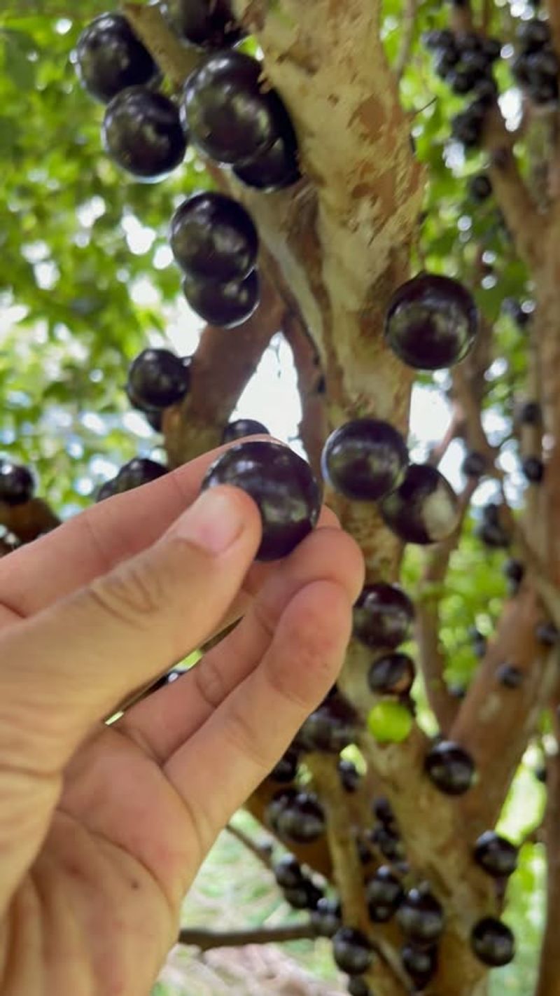 Grapes