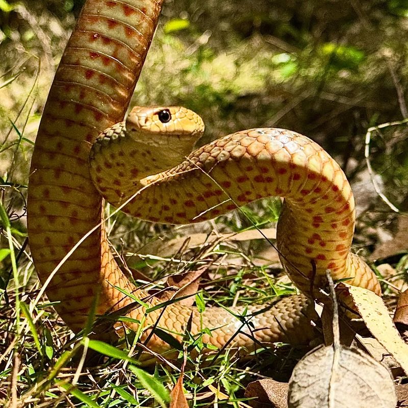 Identify Snake Entry Points And Problem Areas