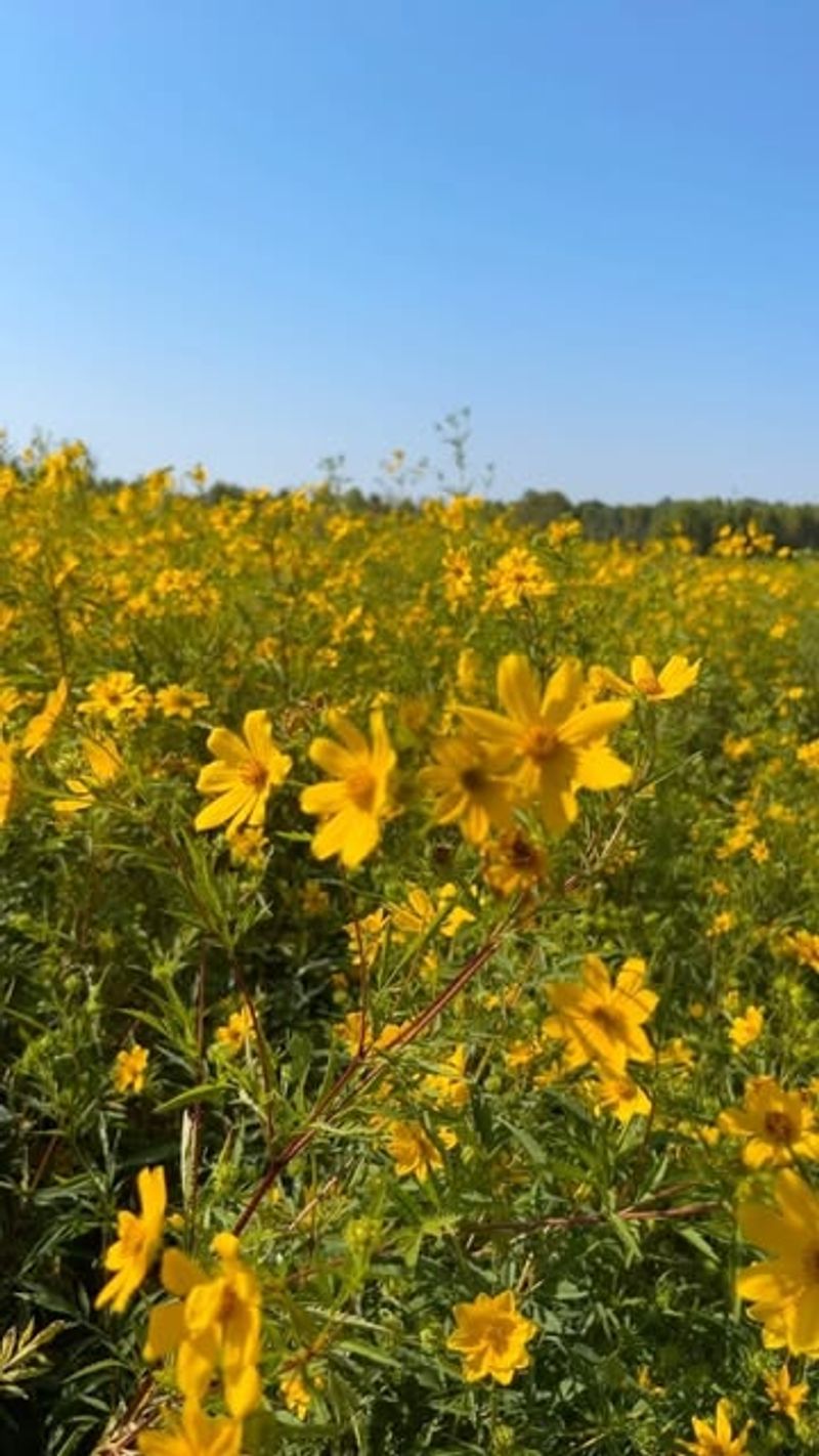 Tickseed Sunflower