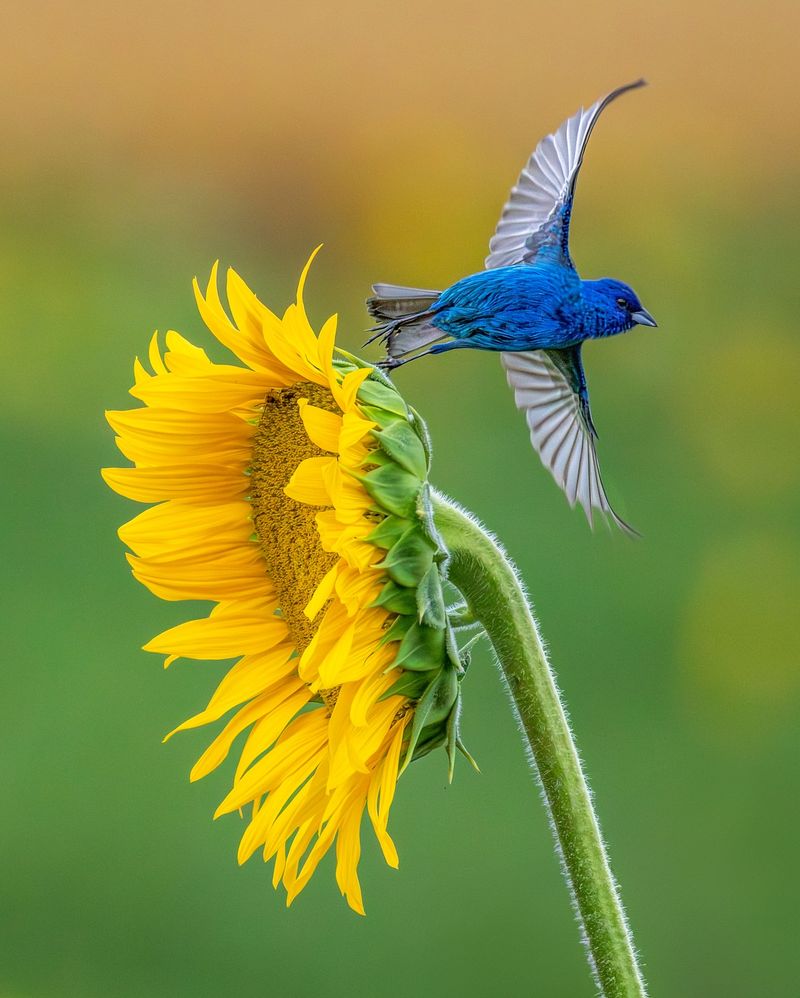 Sunflowers (Helianthus annuus)