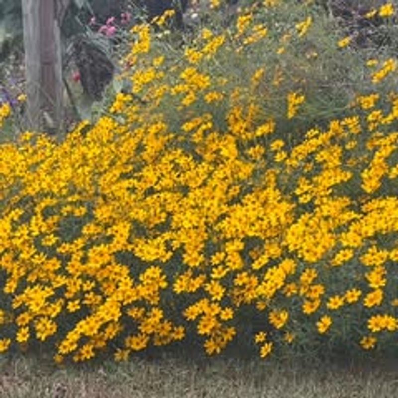 Copper Canyon Daisy
