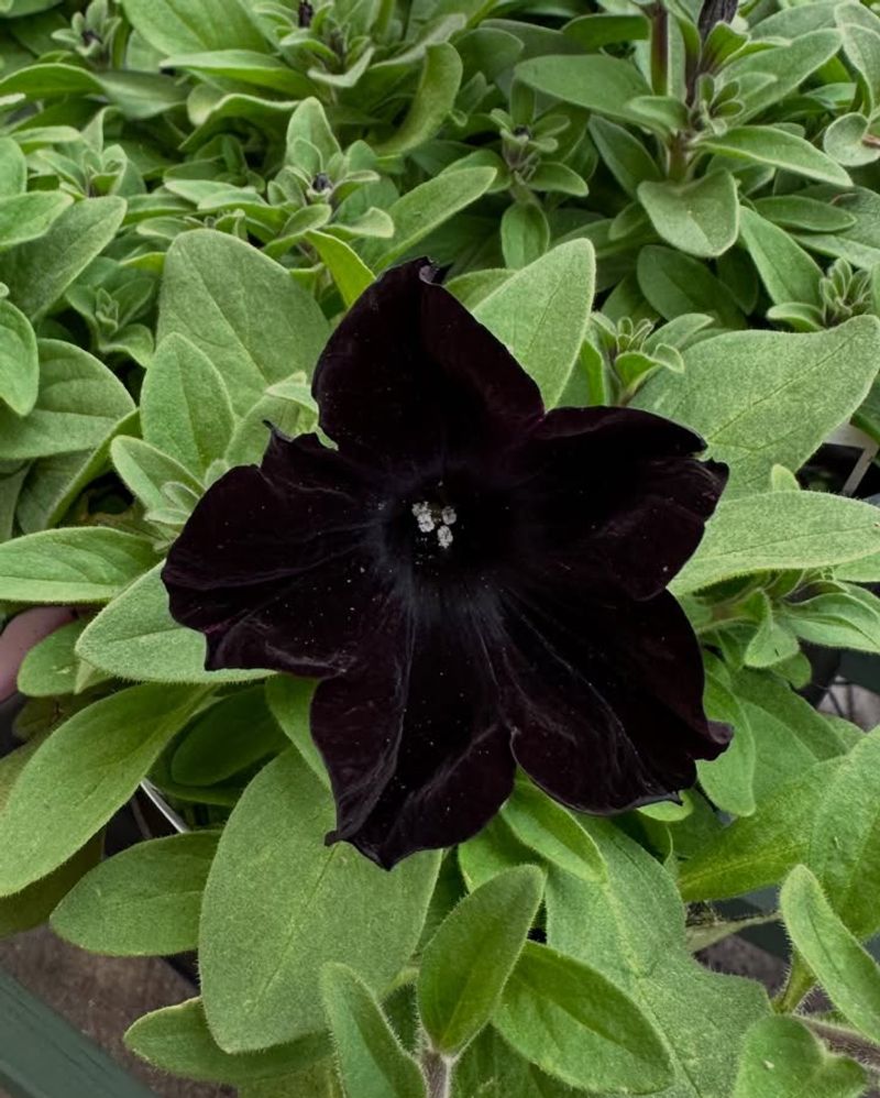 Black Velvet Petunias