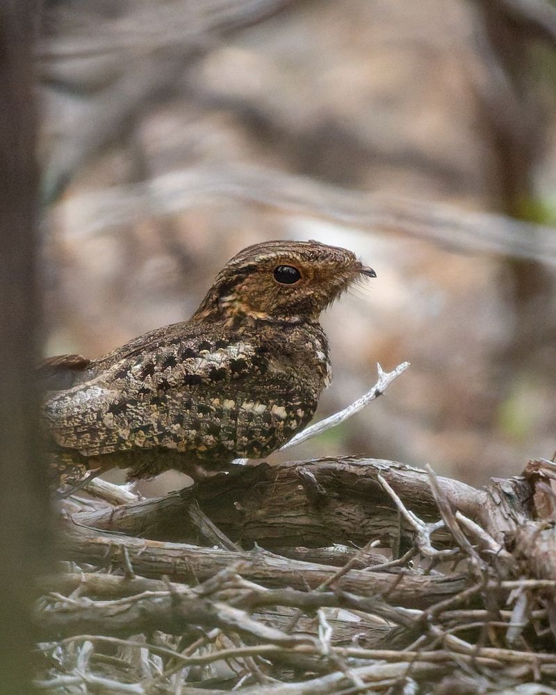 Chuck-Will's-Widow