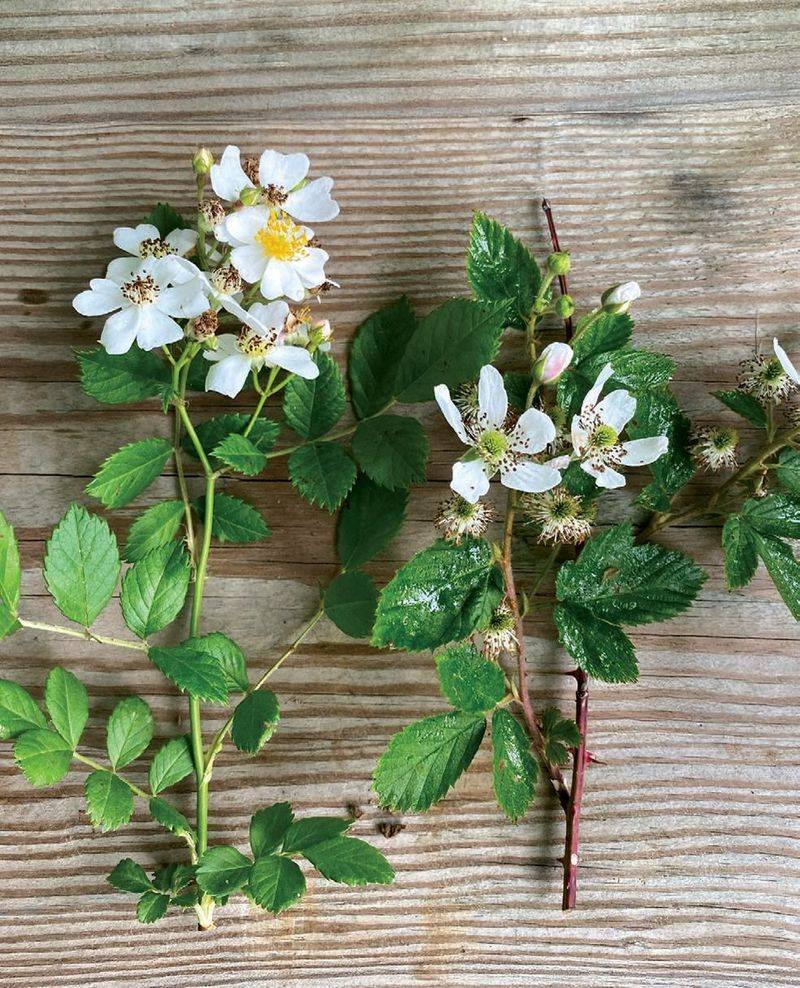 Multiflora Rose