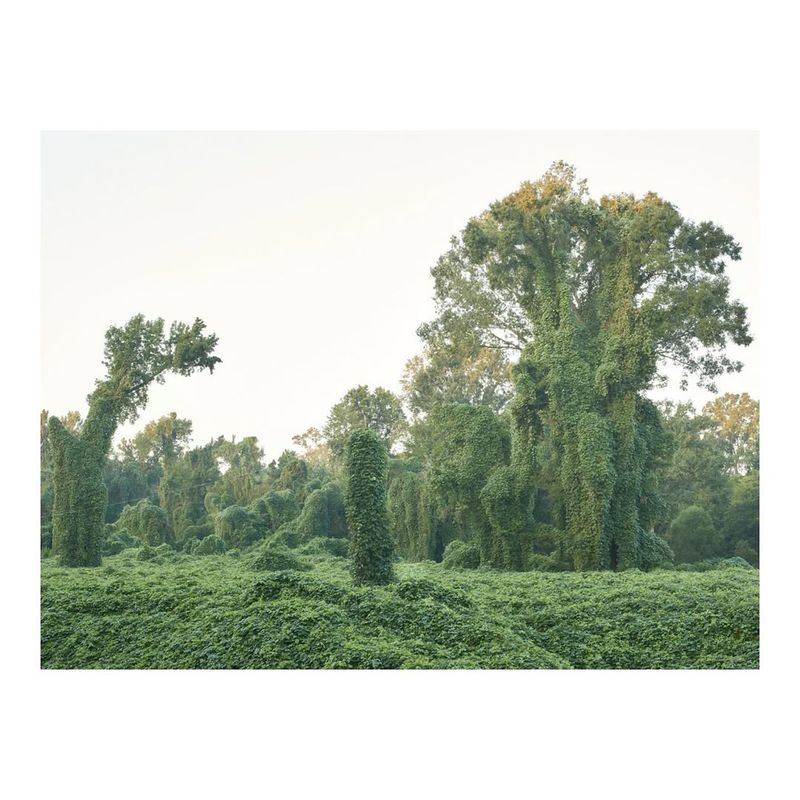 Kudzu