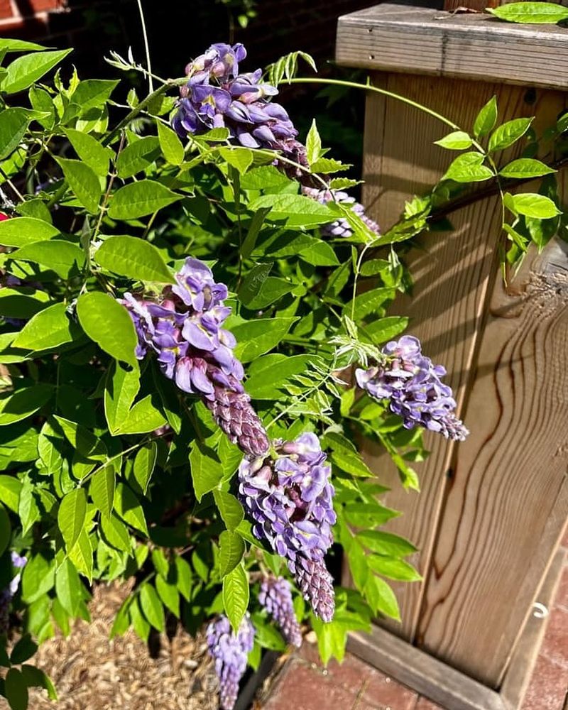 Wisteria