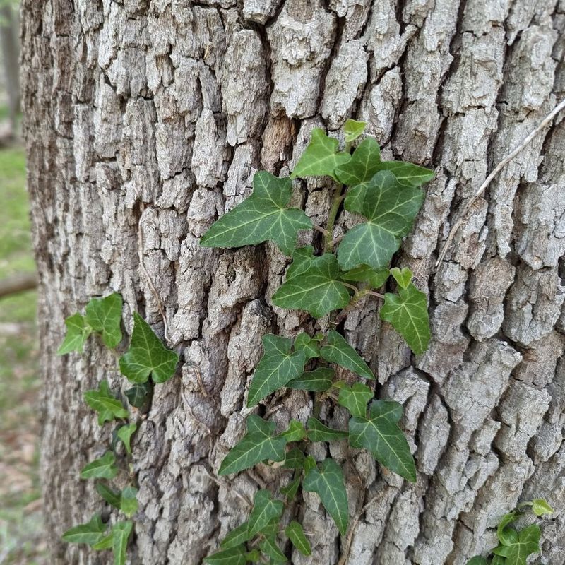 English Ivy