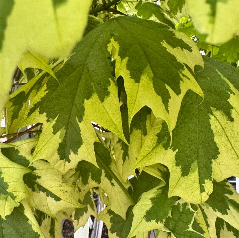 Norway Maple