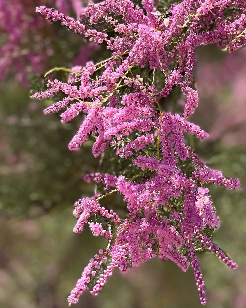 Tamarisk (Salt Cedar)