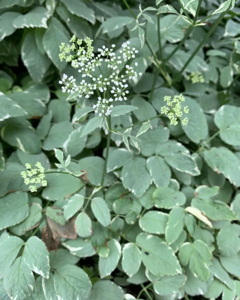 Goutweed