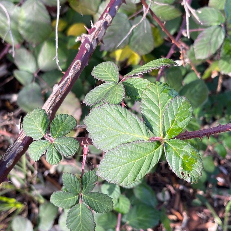Himalayan Blackberry