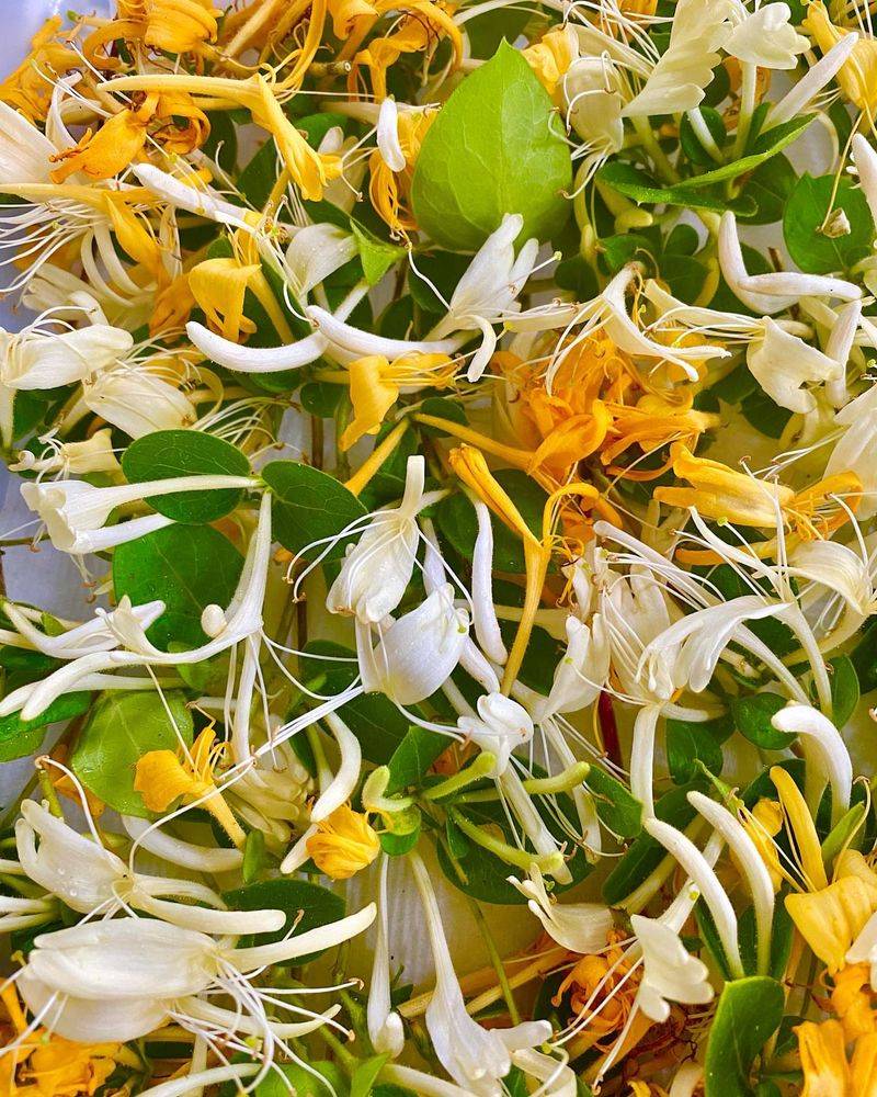 Japanese Honeysuckle's Deceptive Sweetness