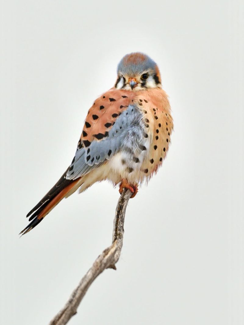 American Kestrels