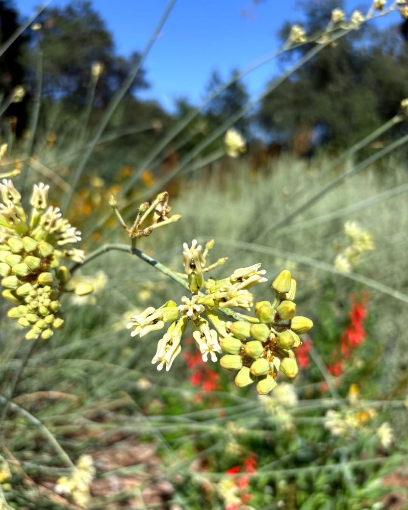 Rush Milkweed