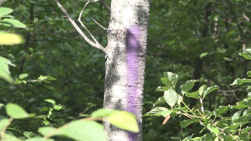 The Purple Paint Law Started In The 1980s