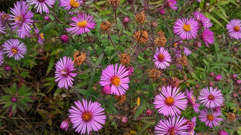 Native Roots Run Deep In Massachusetts Soil
