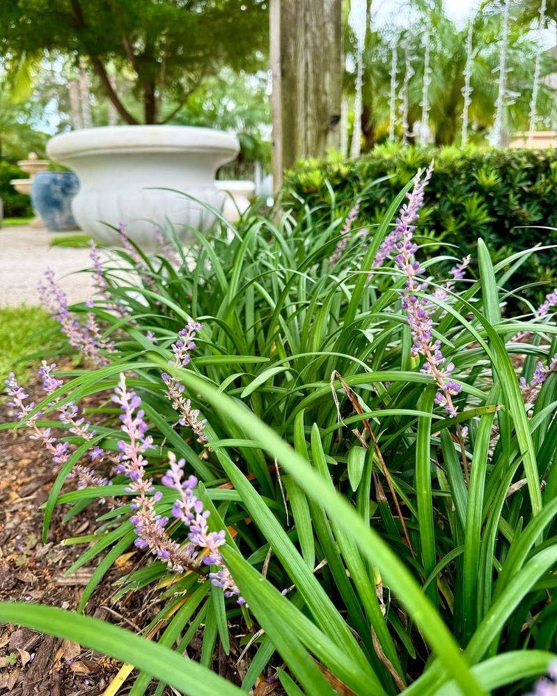 Liriope 'Big Blue'