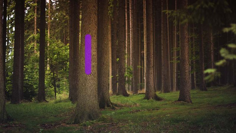 Not All States Use The Purple Paint System