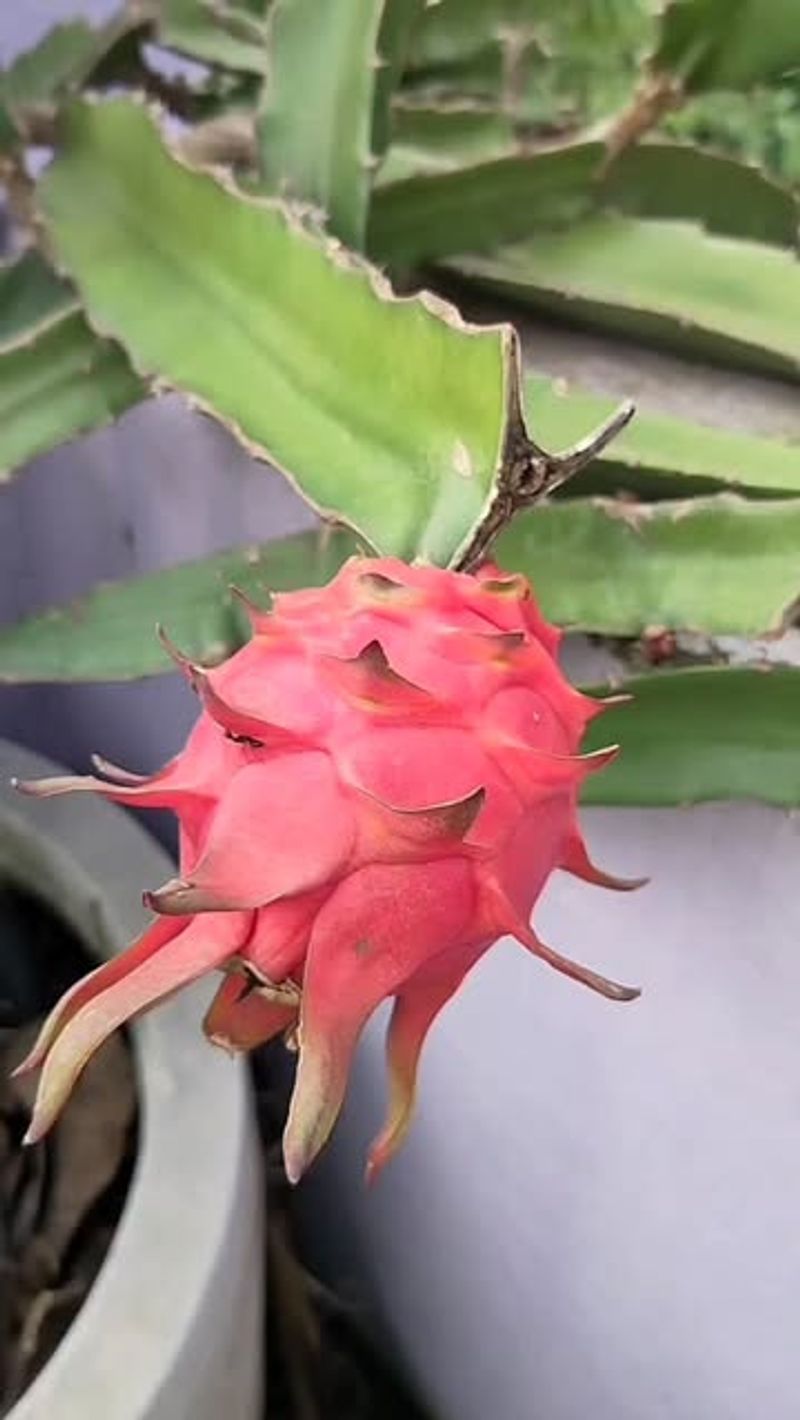 Dragon Fruit Cactus