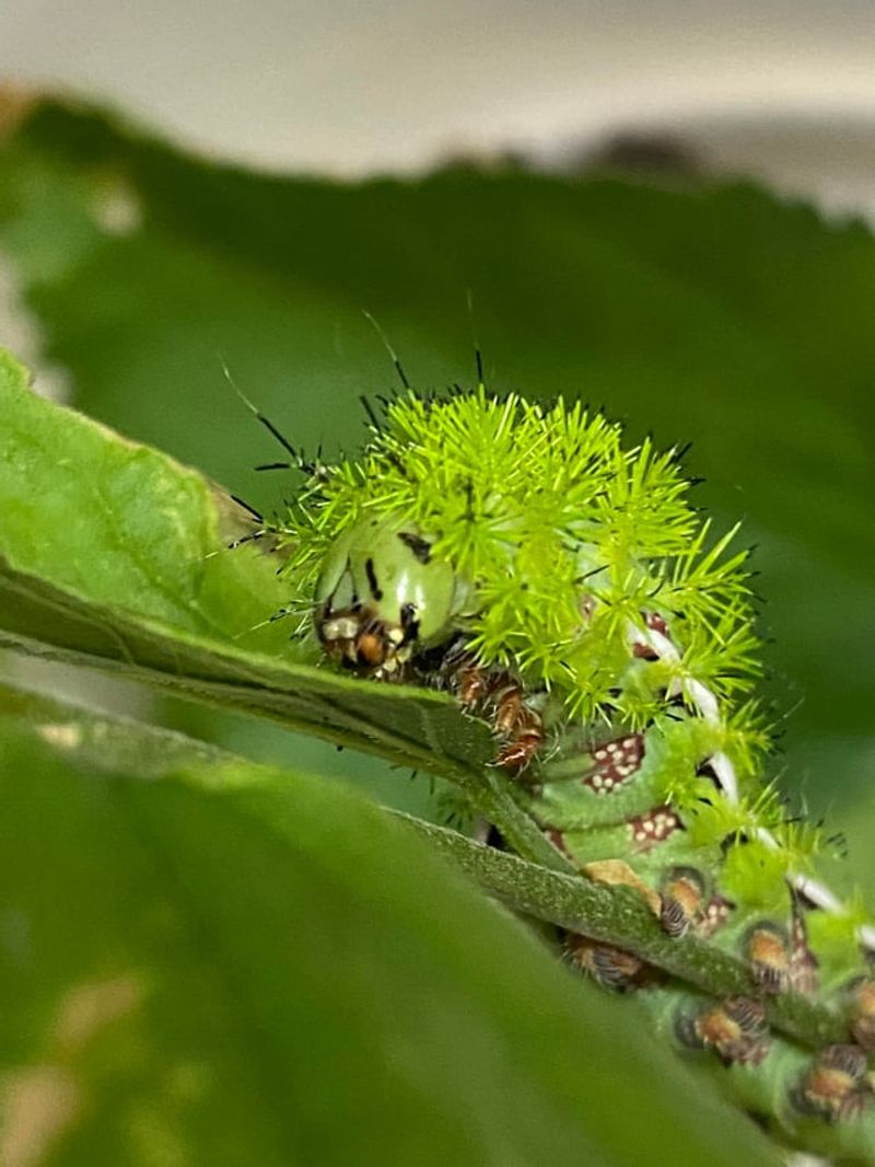 Io Moth Caterpillar
