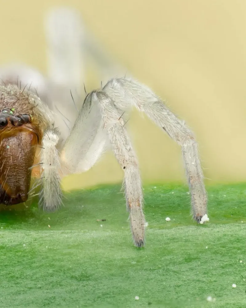 Yellow Sac Spider