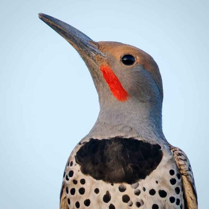 Gilded Flicker On Tall Saguaros