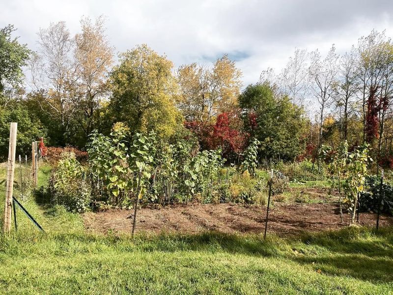 Community Gardens Preparing For Winter
