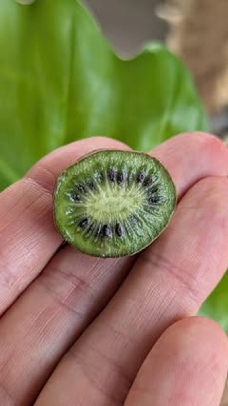 Kiwi