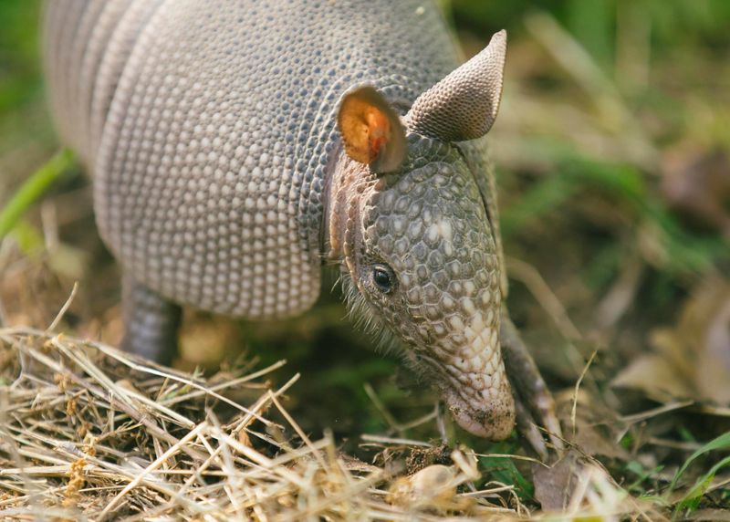 Armadillos Digging Around South Carolina Yards
