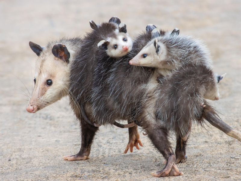 Temporary Visitors, Not Permanent Residents